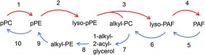 Plasmalogenic Lipid Analogs as Platelet-Activating Factor Antagonists: A Potential Novel Class of Anti-inflammatory Compounds